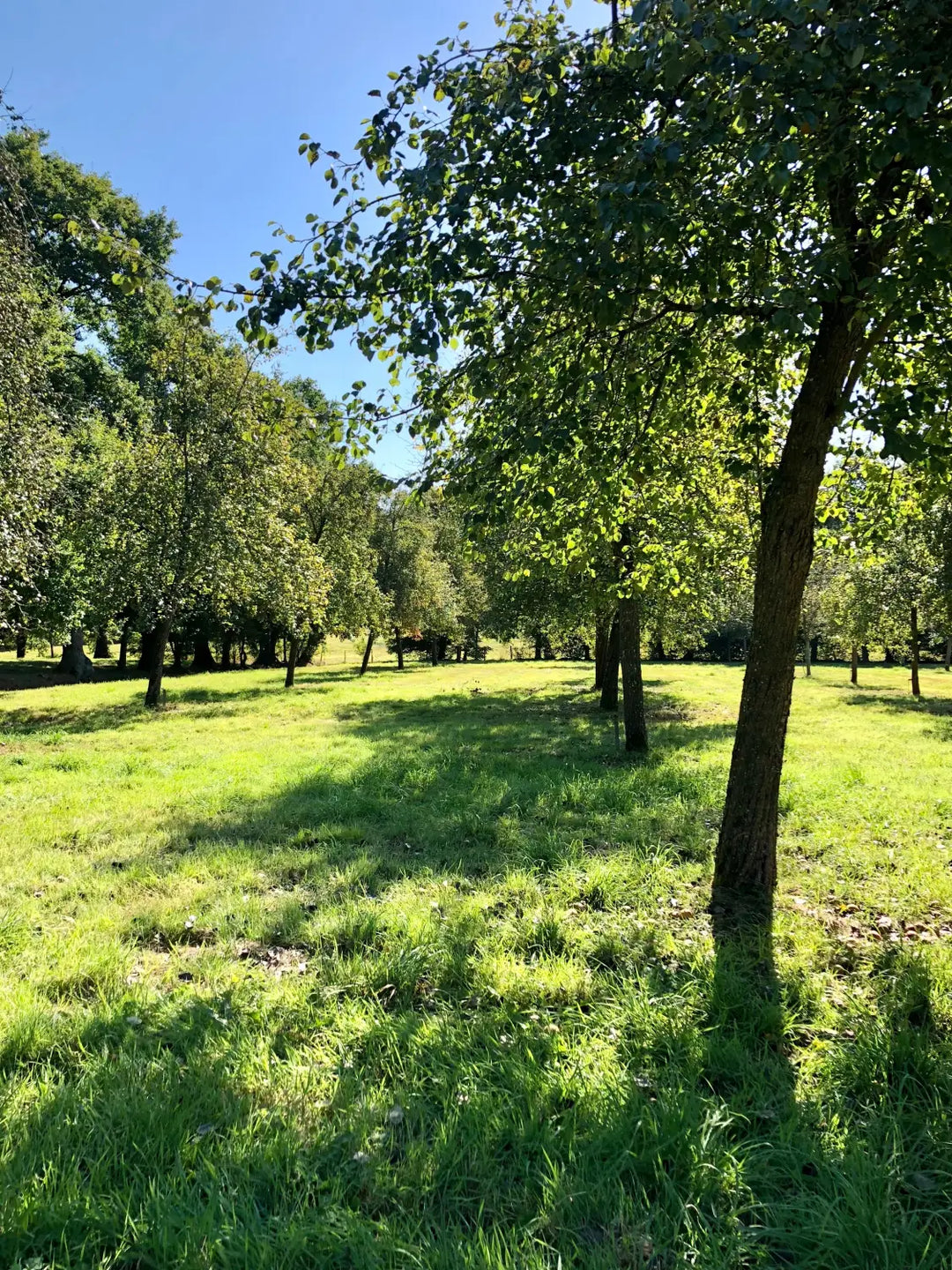 A row of perry pear trees growing in Domfront, Normandy, France