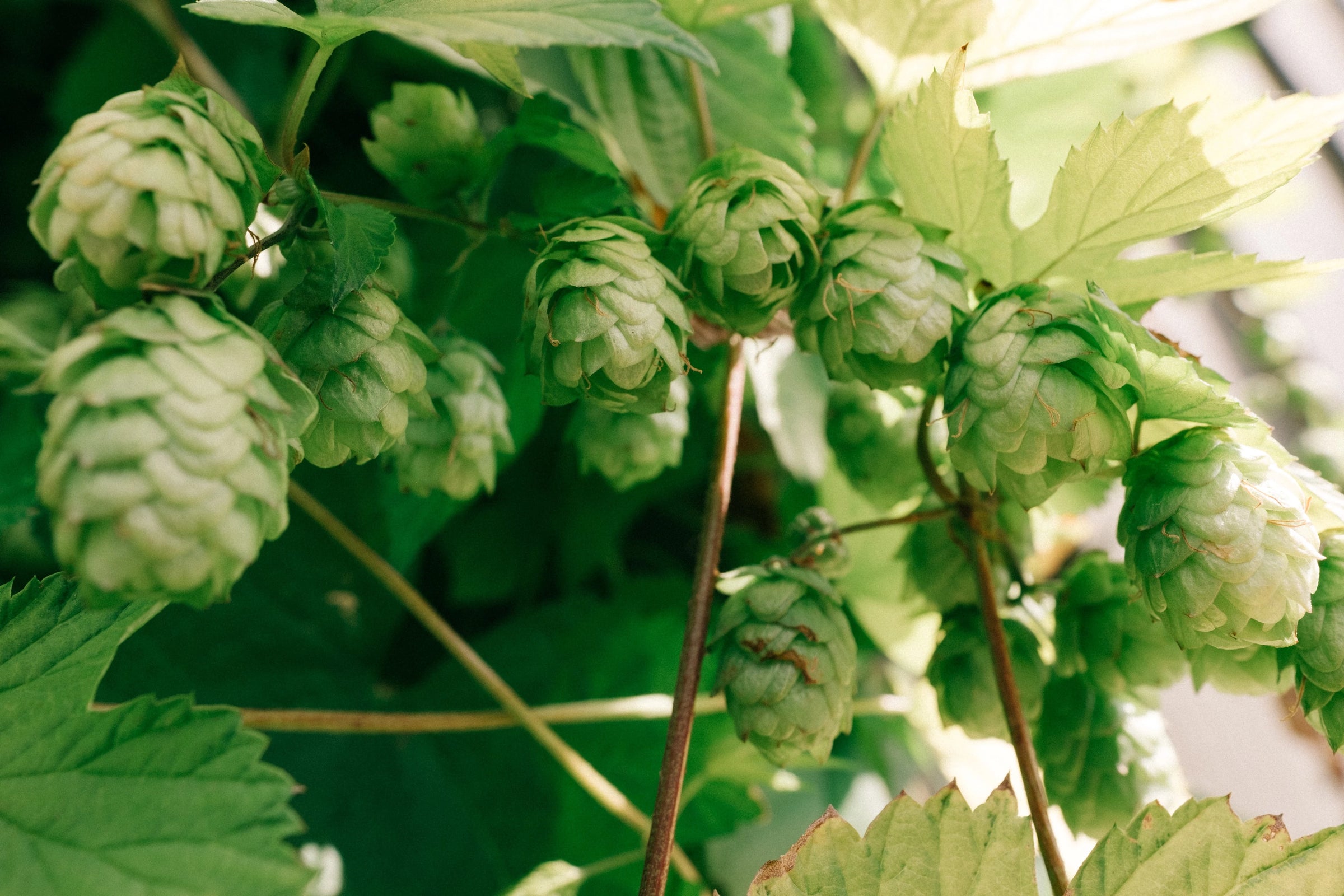 hops hanging on vines