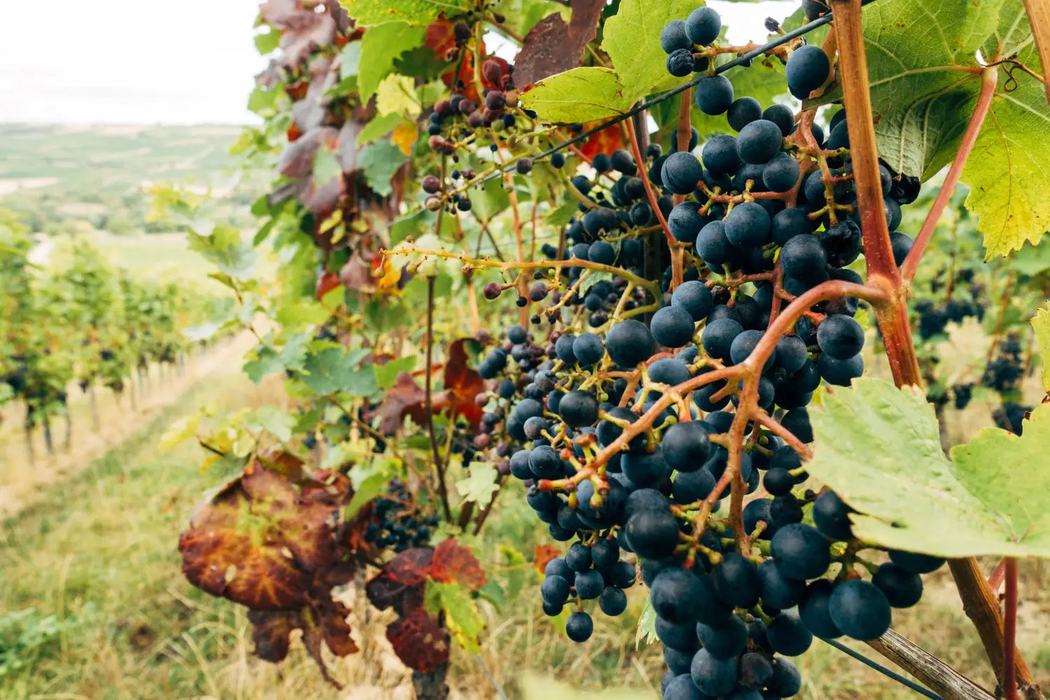 Co-Ferments of Cider & Wine