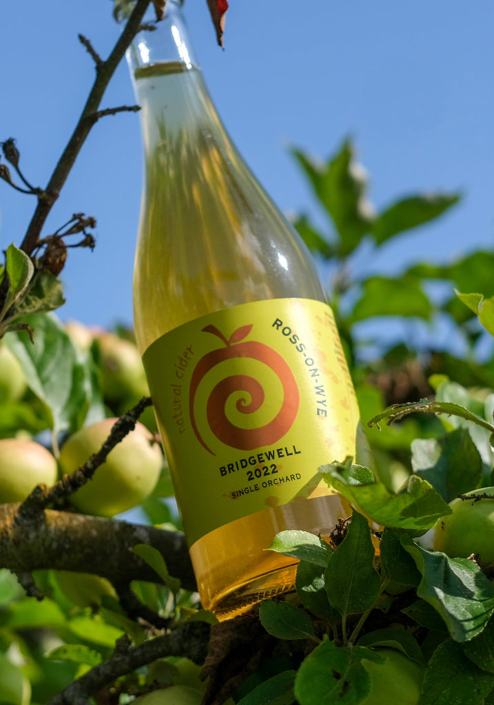 750 mL bottle of Ross-on-Wye Bridgewell cider perched in an apple tree