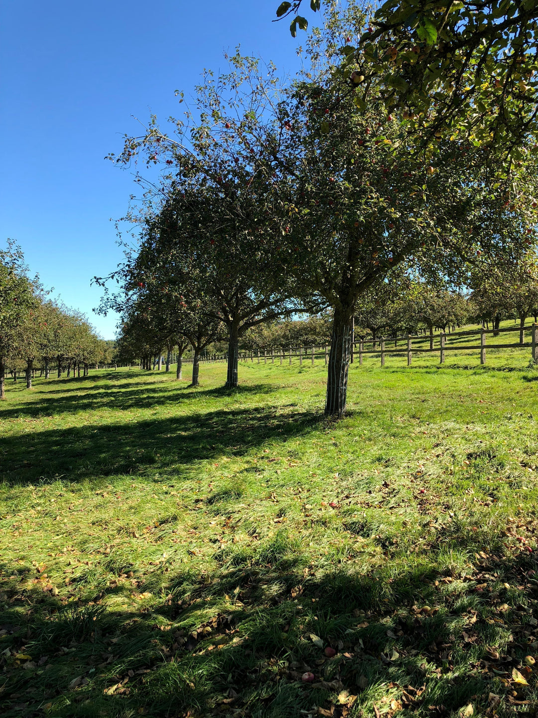 Photo of an apple orchard in Normandy, France