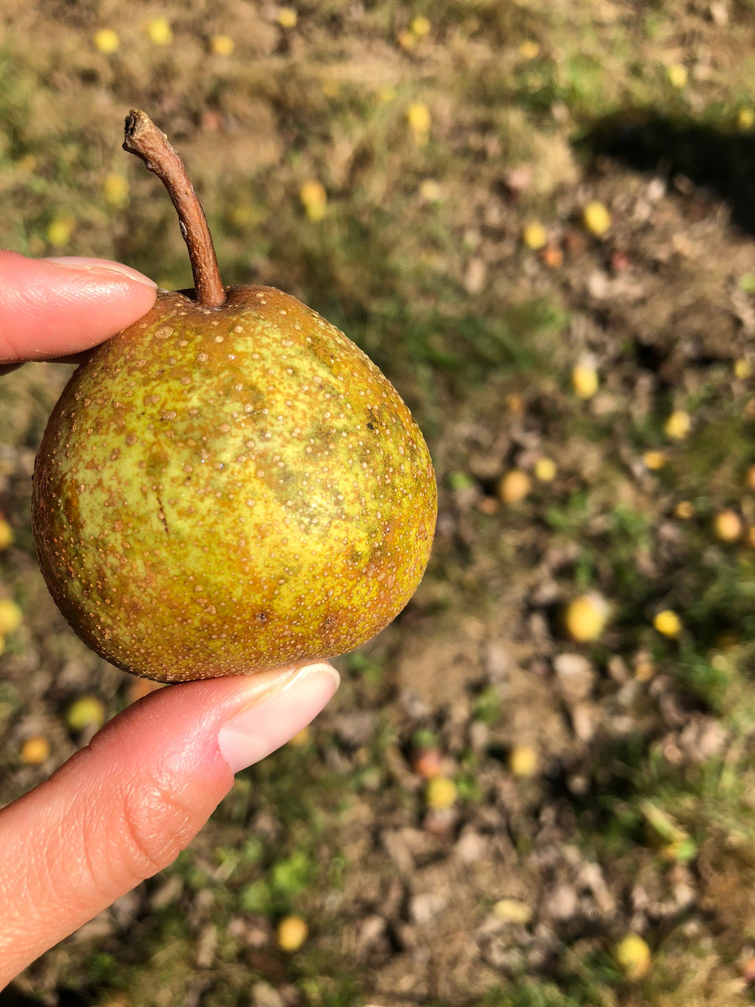 Perry (Pear Wine)