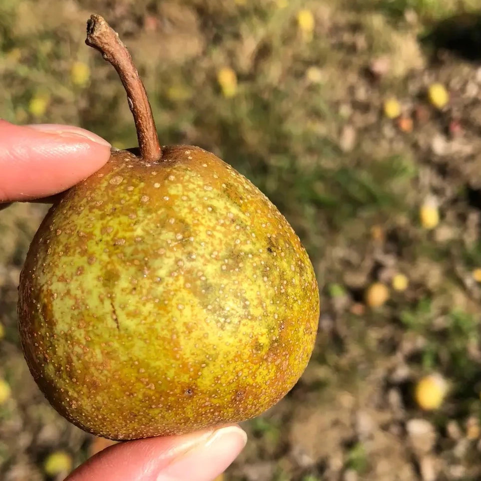 Perry Pear Fruit in Hand in Orchard