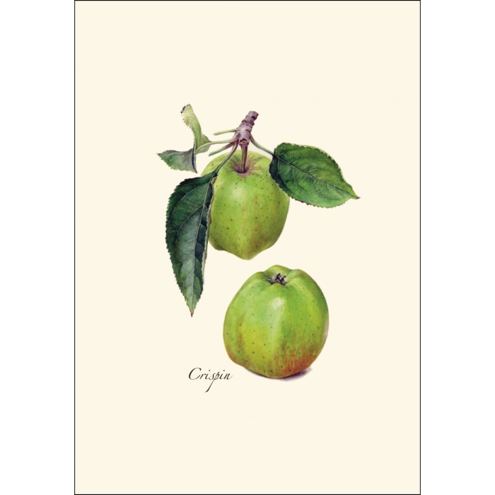 *Cider Apple Greeting Cards | Blank or Add-A-Note