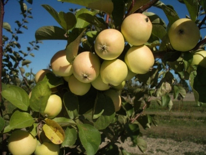 Apple Spotlight - Harrison Ciders