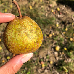Perry pear being held with dropped pears on the ground in the foreground