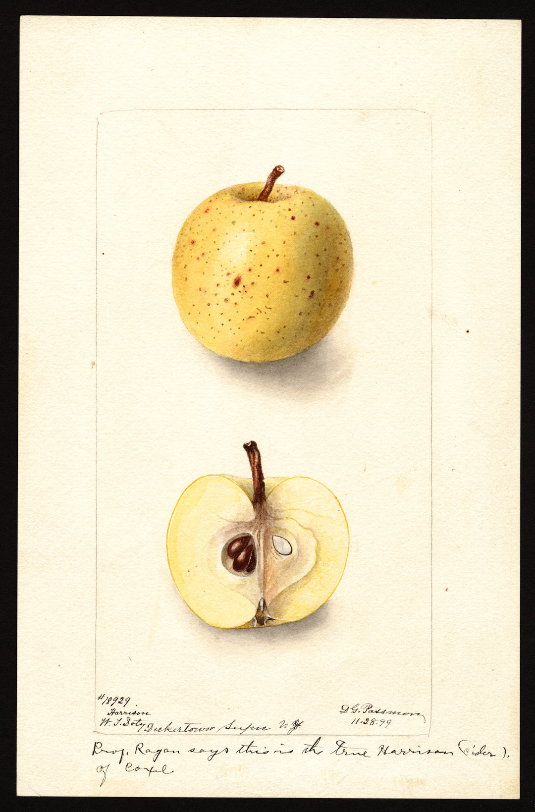 Apple Spotlight - Harrison Ciders
