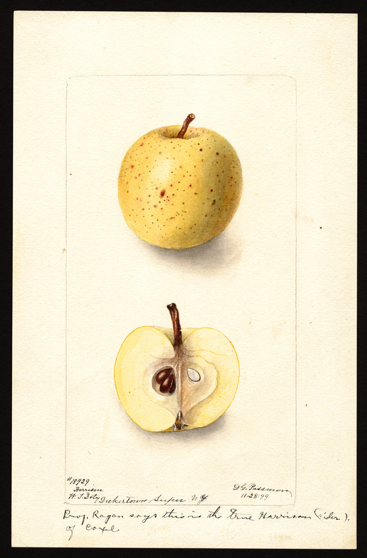 Apple Spotlight - Harrison Ciders