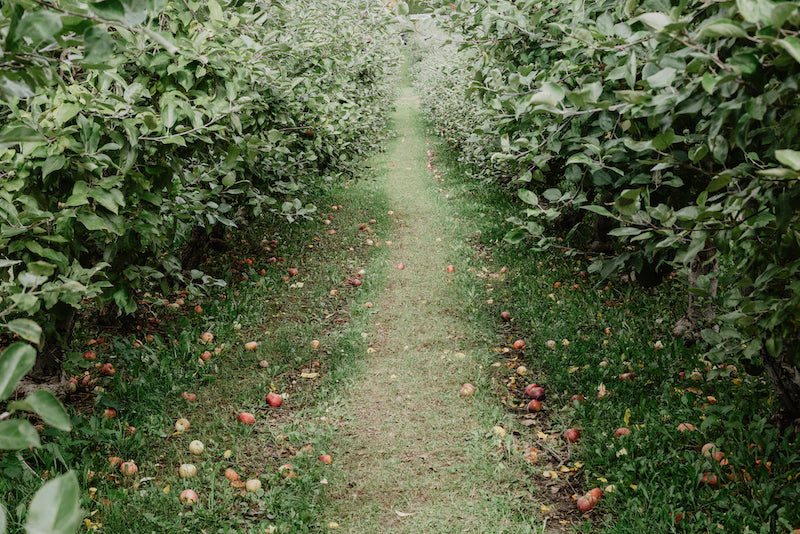 Press Then Press Cider Shop - A Better Way to Buy Cider – Press Then Press  - Cider Shop