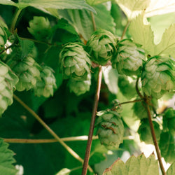 Hop bines
